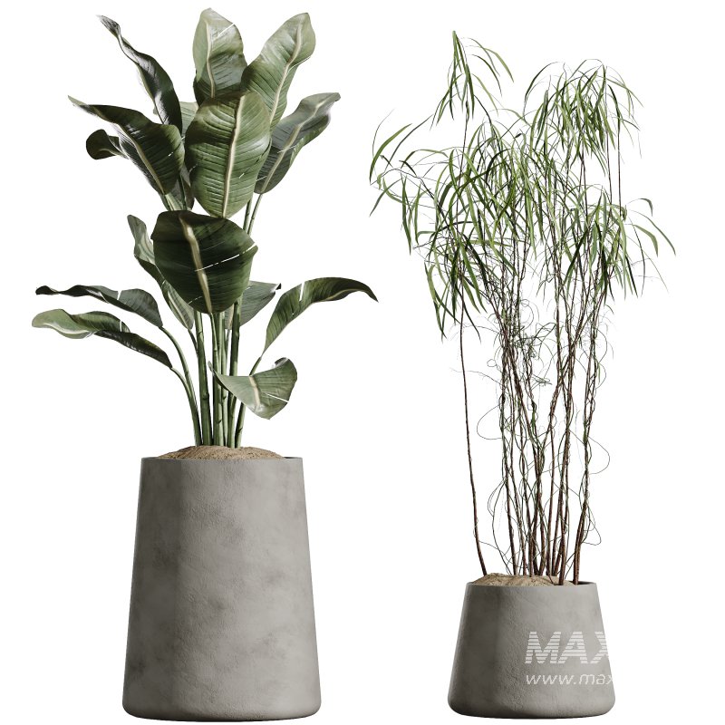 AV Indoor Plants Set 400 Japandi Decorative and Dracaena Warnecki and Bird Of Paradise and Mission Olive - Image 6