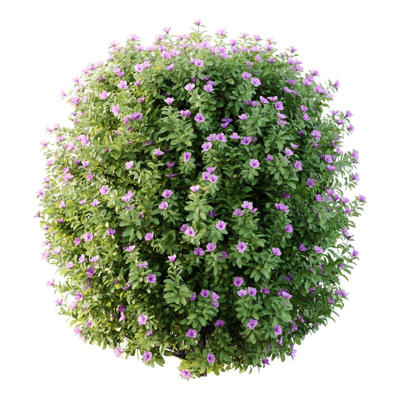 Leucophyllum frutescens Bush 09 - Image 2