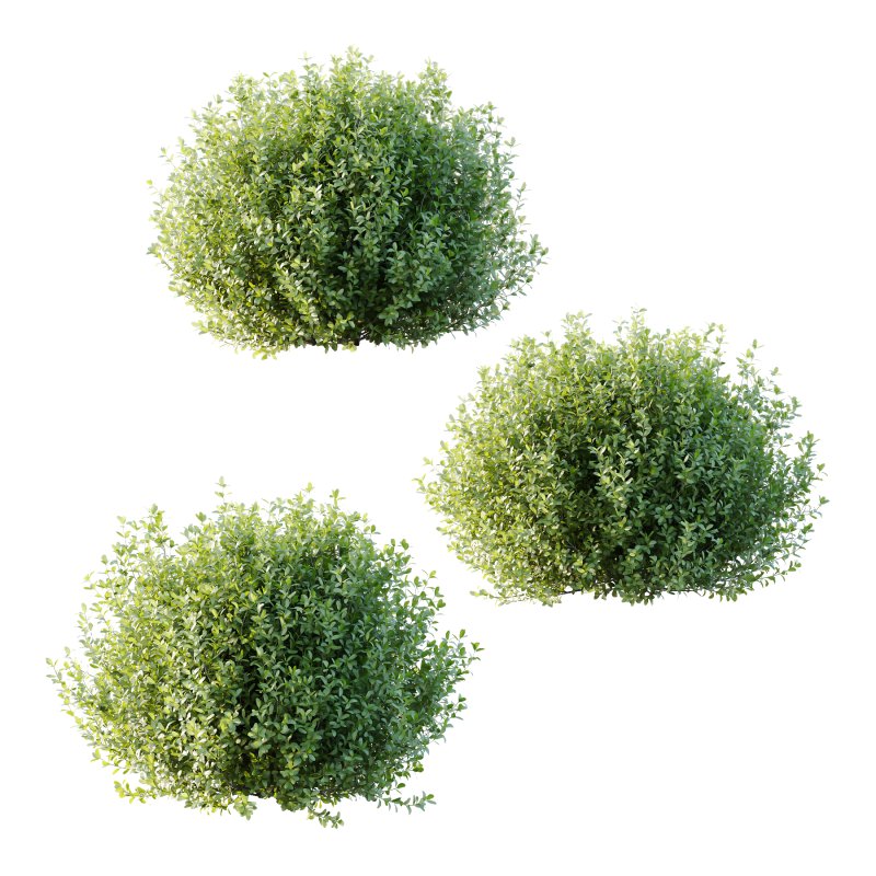 Leucophyllum frutescens Bush 01 - Image 2