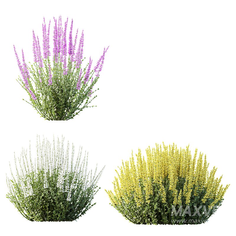AV 6 different spring bushes Calluna Vulgaris Helena Summer Broom Heather Garden Girls - Image 6