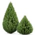 AV Juniperus chinensis Spartan and Big Joy Perfume Orange Michelia Champaca - Thumbnail 2