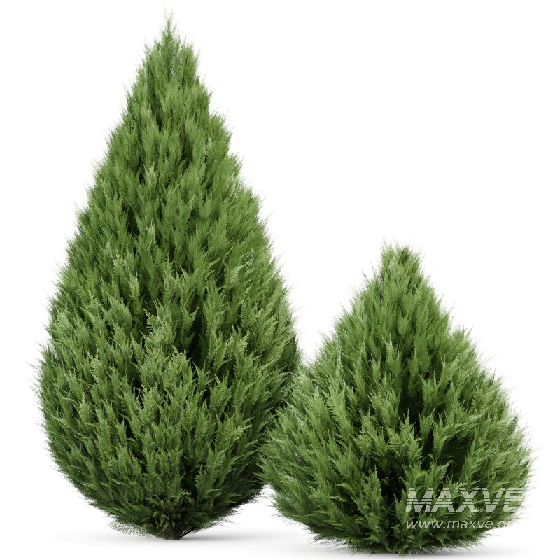 AV Juniperus chinensis Spartan and Big Joy Perfume Orange Michelia Champaca - Image 2