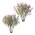 Lilac Syringa Vulgaris Tree 06 - Thumbnail 1