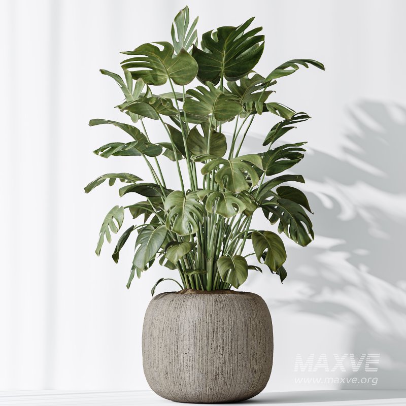 AV Indoor Plants Set 397 Zamiifolia and Giant Monstera and Dracaena Warneckii Lemon and Areca Palm - Image 7