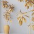 AV Indoor Plants Set 386 Warneckii Lemon and Ficus Cyathistipula and Cunjevoi Jardin and Olive Eucalyptus - Thumbnail 10