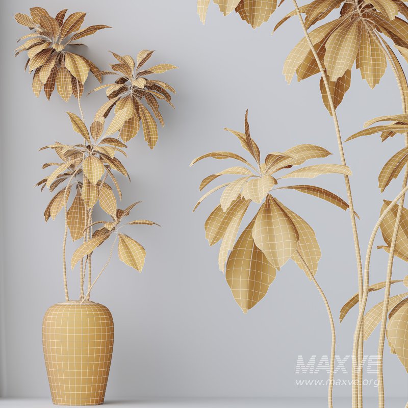 AV Indoor Plants Set 386 Warneckii Lemon and Ficus Cyathistipula and Cunjevoi Jardin and Olive Eucalyptus - Image 10