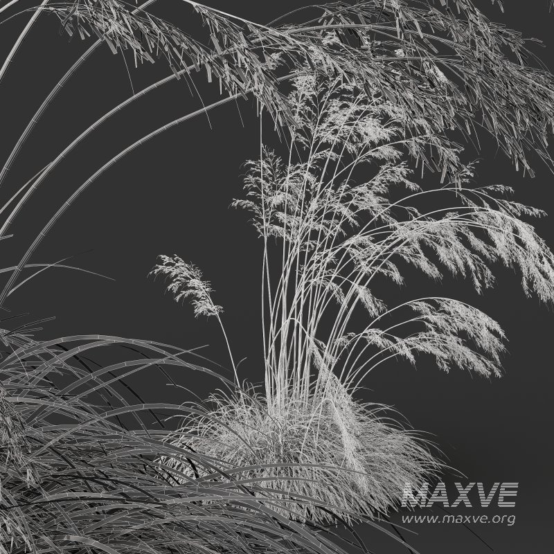 ntal grass prized for its tall, arching stems crowned with golden seed heads. This 3D model set includes six unique variations of the plant, meticulously designed to capture the natural elegance and movement of its fine, feathery plumes. Perfect for modern garden scenes, landscape visualizations, or architectural exteriors, each model brings depth, realism, and a gentle sense of motion to your render. - Image 14