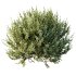 ntal olive shrubs, designed for realistic garden visualization and architectural landscaping. - Thumbnail 10