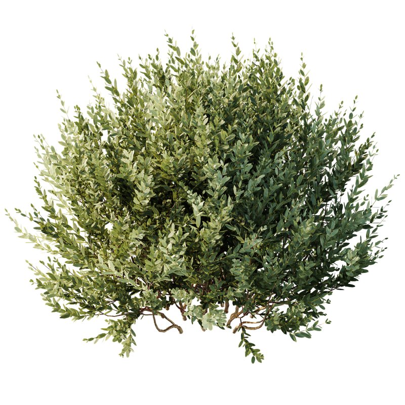 ntal olive shrubs, designed for realistic garden visualization and architectural landscaping. - Image 10