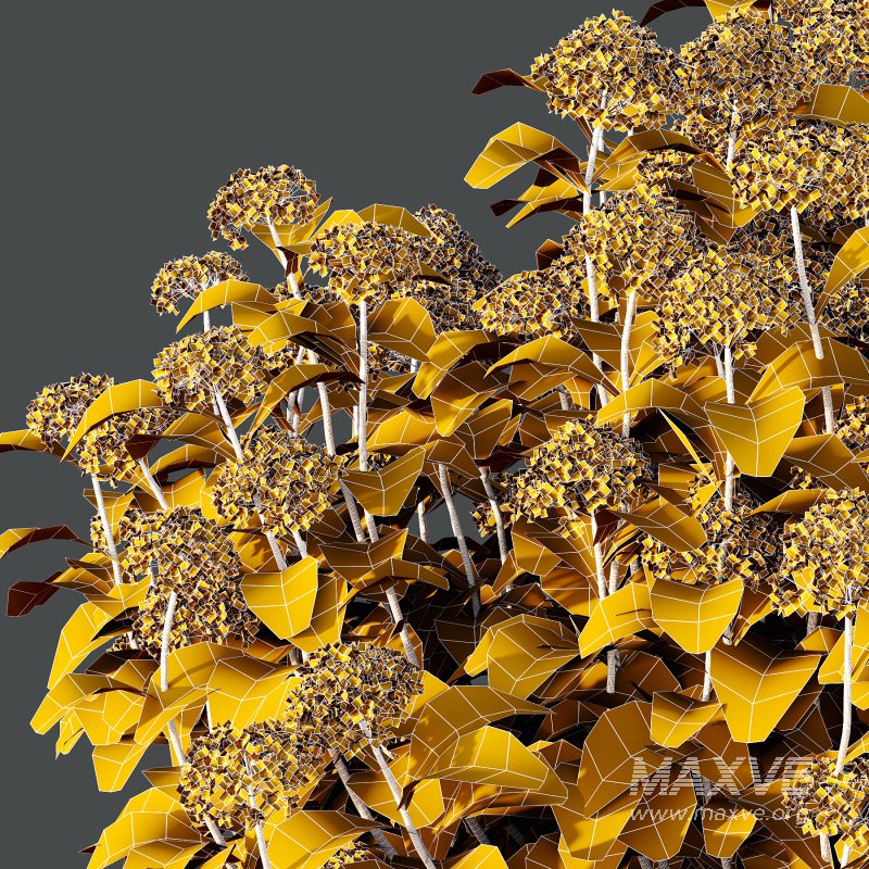 hydrangea arborescens Bush 05 - Image 4