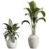 AV Indoor Plants Set 391 Olive and Banana and Spineless Yucca and Ficus Elastica - Thumbnail 6