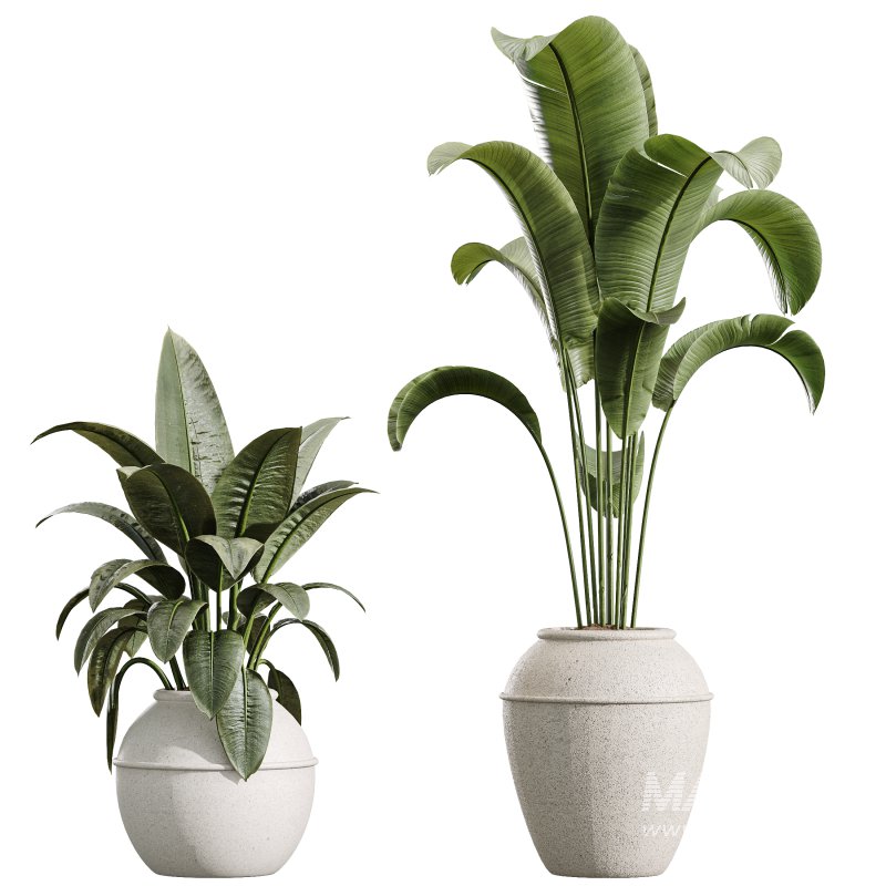 AV Indoor Plants Set 391 Olive and Banana and Spineless Yucca and Ficus Elastica - Image 6