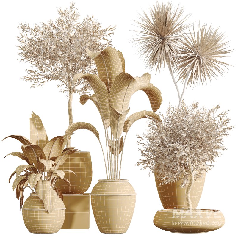 AV Indoor Plants Set 391 Olive and Banana and Spineless Yucca and Ficus Elastica - Image 7