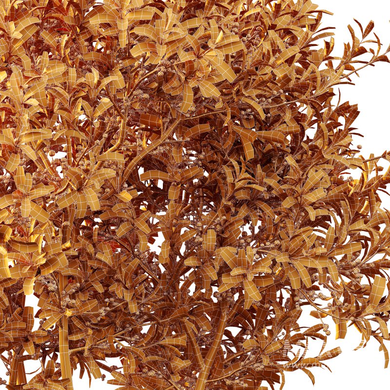 AV Nerium Oleander Laurier Kaner Rose Pink and Myrica Morella Pennsylvania Bayberry Candleberry Northern Fruit - Image 9