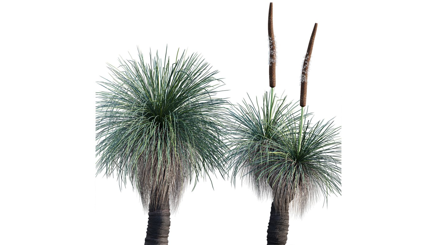 Collection 22 – Australian Plants - Image 26