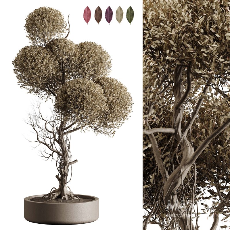 Indoor plant 076 - Image 1