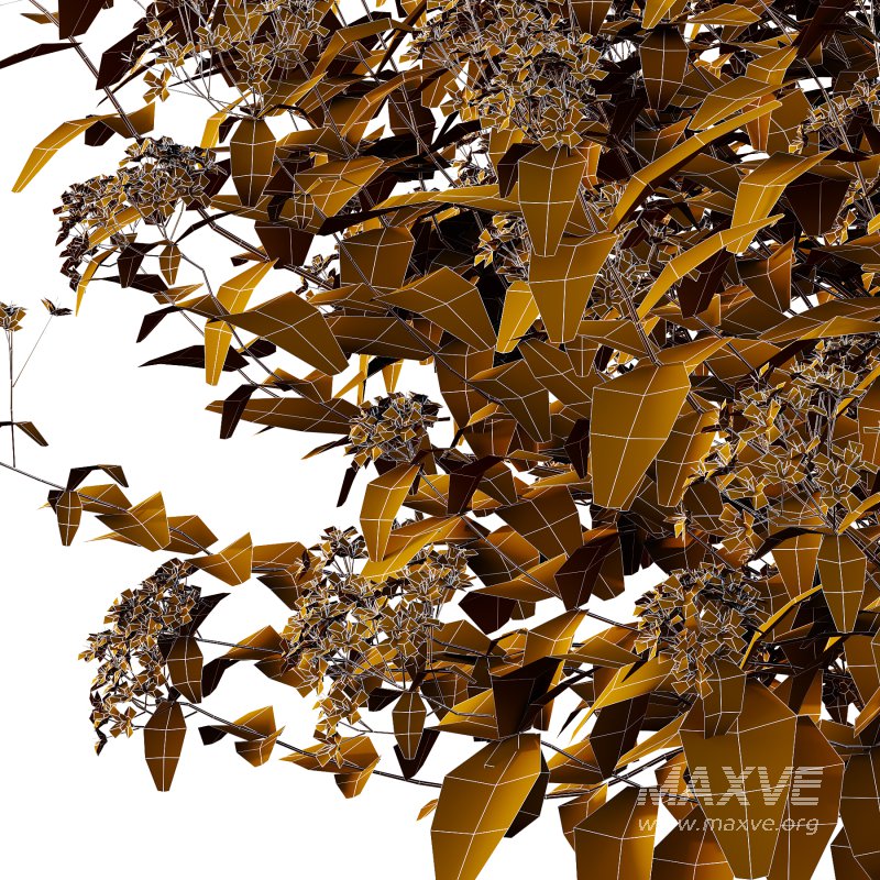 Spirea Japonica Bush 02 - Image 2
