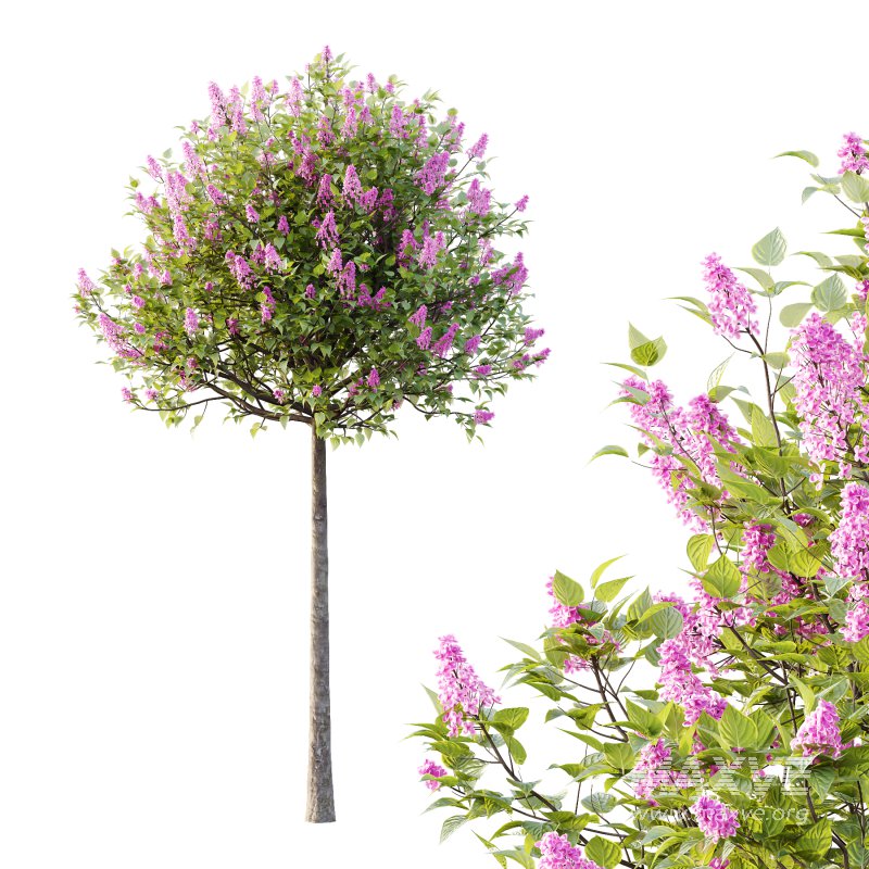 Lilac Syringa Vulgaris Tree 01 - Image 3