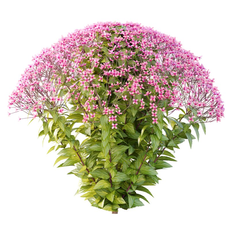 Spirea Japonica Bush 07 - Image 2