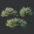 ntal shrubs that capture the natural charm and density of this iconic Australian plant. Perfectly suited for realistic landscape and architectural rendering. - Thumbnail 4