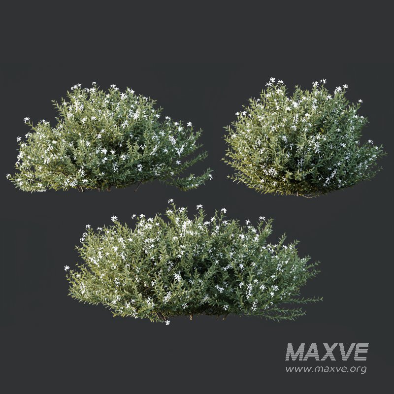ntal shrubs that capture the natural charm and density of this iconic Australian plant. Perfectly suited for realistic landscape and architectural rendering. - Image 4