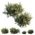 ntal olive shrubs, designed for realistic garden visualization and architectural landscaping. - Thumbnail 5