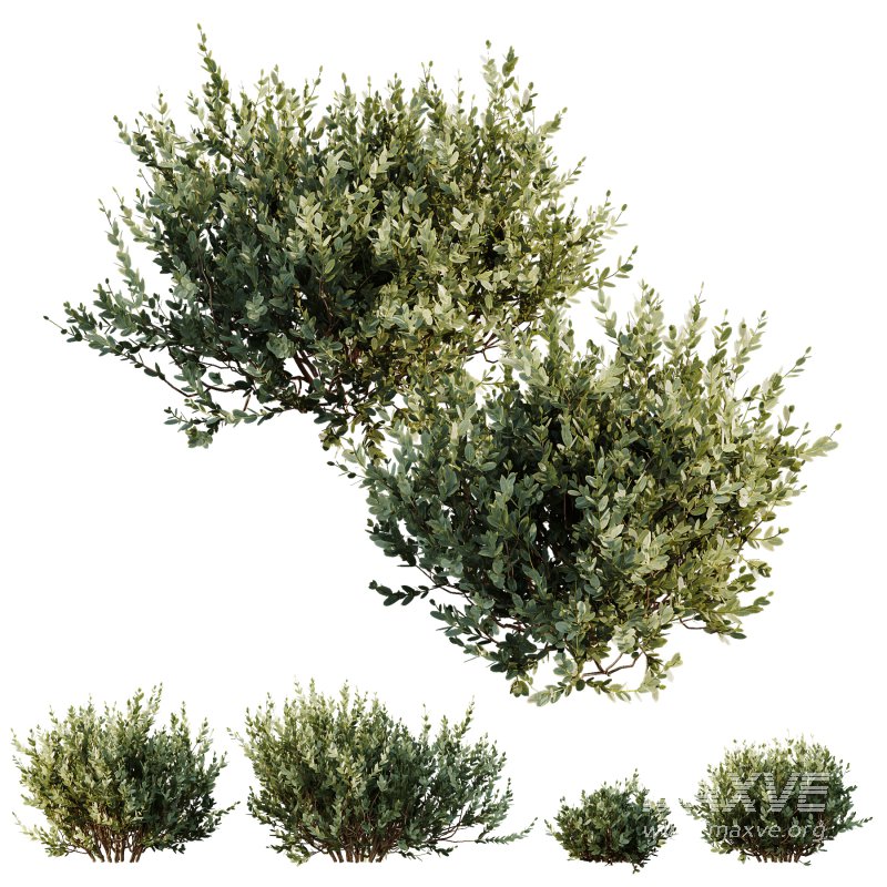 ntal olive shrubs, designed for realistic garden visualization and architectural landscaping. - Image 5