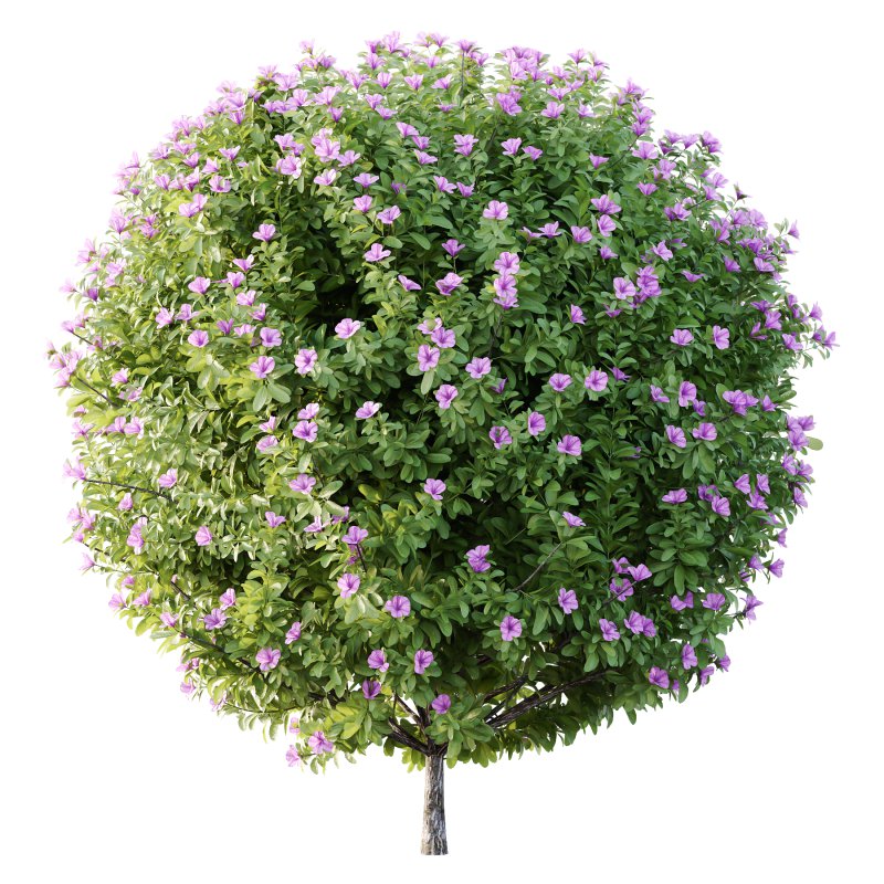 Leucophyllum frutescens Bush 09 - Image 5