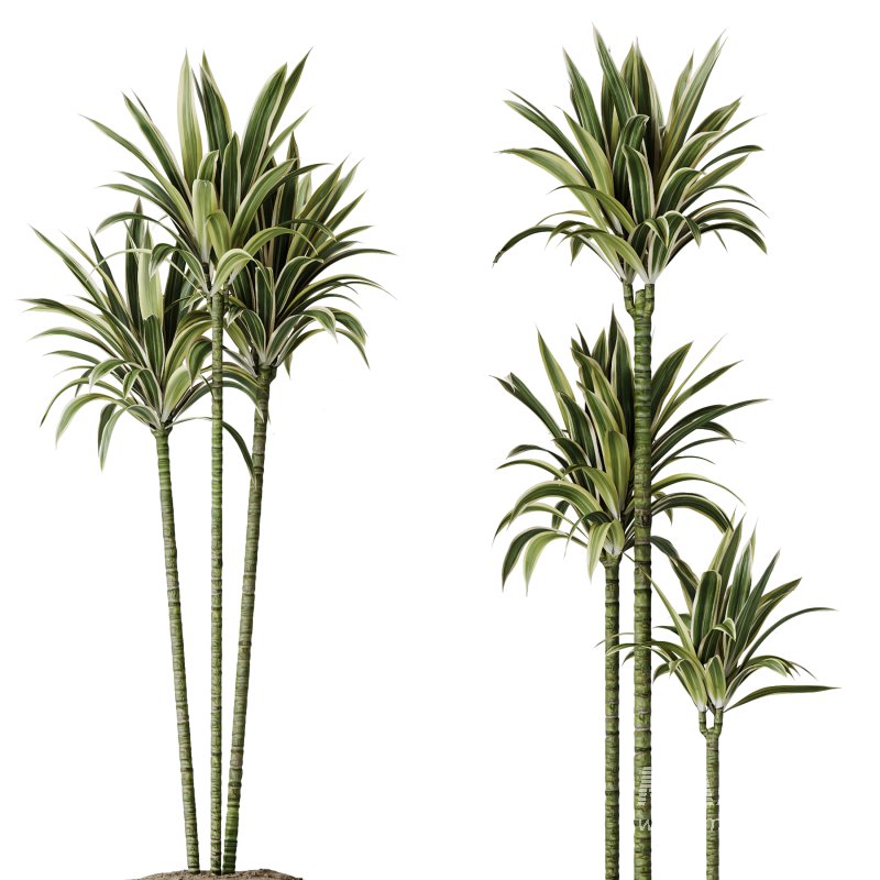 AV Indoor Plants Set 375 Dracaena Warneckii and Lemon Dragon and Euphorbia and Olive - Image 1