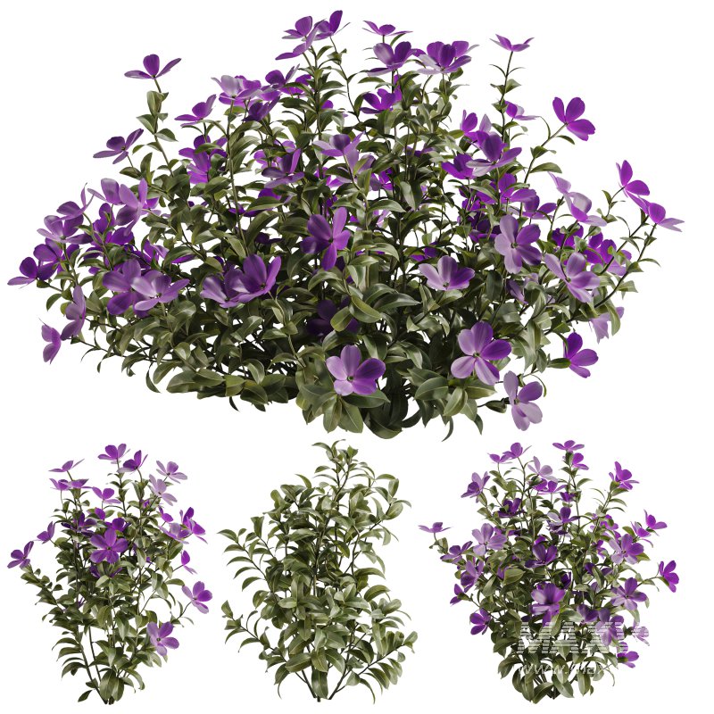 Purple Phlox Bush Arrangement - Image 7