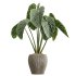 AV Indoor Plants Set 394 Cyara Palm and Mission olive and Elegant Monstera and Cunjevoi Alocasia - Thumbnail 1