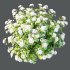 hydrangea arborescens Bush 02 - Thumbnail 2