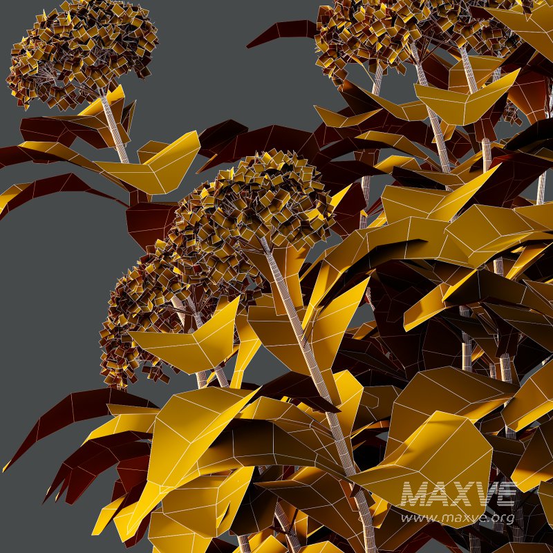 hydrangea arborescens Bush 01 - Image 6