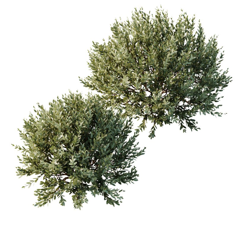 ntal olive shrubs, designed for realistic garden visualization and architectural landscaping. - Image 7