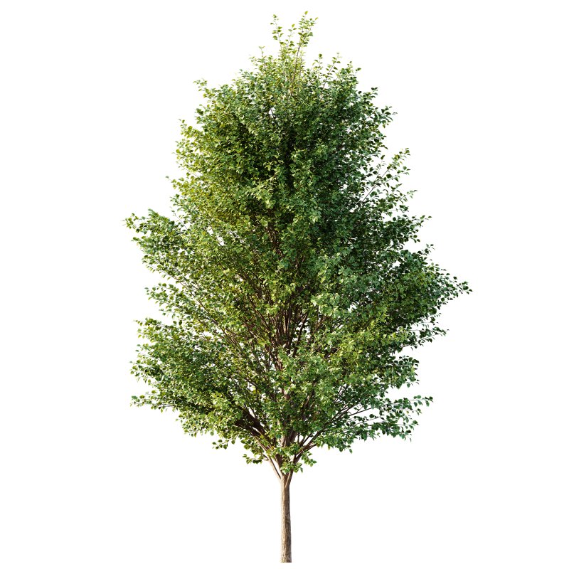 AV Canadian Poplar and Hazel leave - Image 4