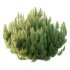 Pinus Mugo plant 02 - Thumbnail 3