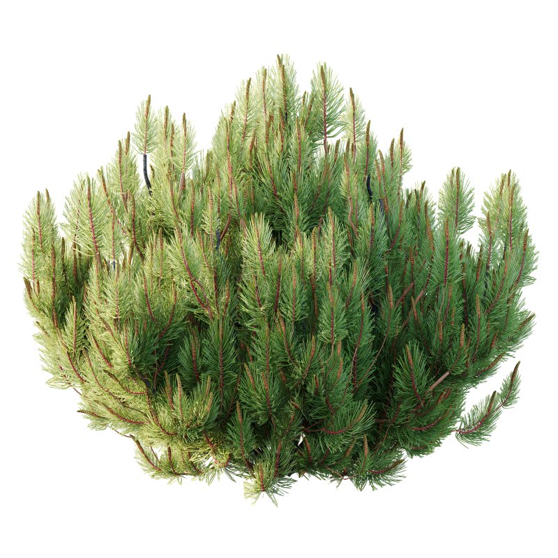 Pinus Mugo plant 02 - Image 3