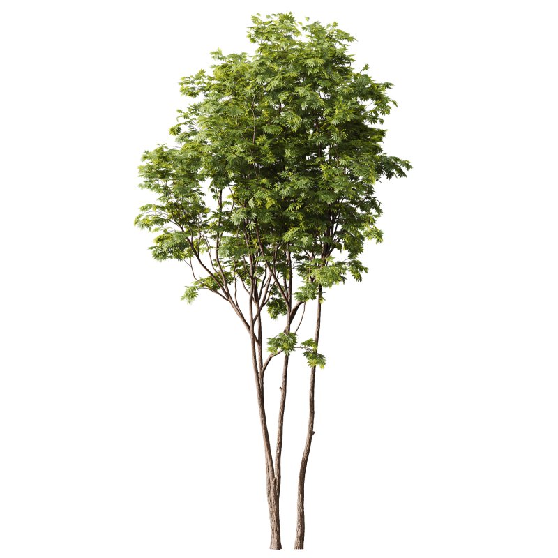 AV Phoenix Dactylifera Date Jurassic Palm Tree and Ash Maple Tree - Image 3