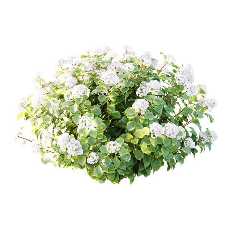 hydrangea arborescens Bush 02 - Image 1