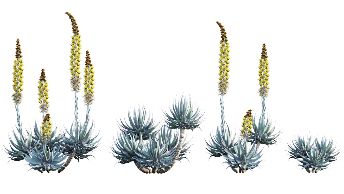 Collection 22 – Australian Plants - Image 18