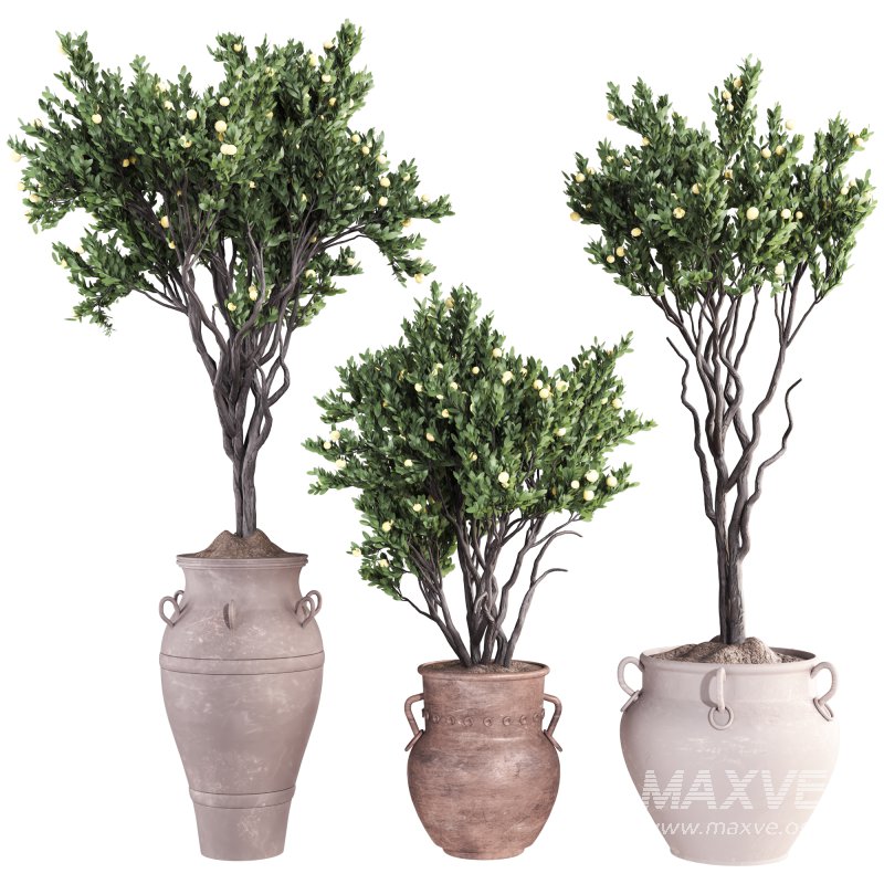 Lemon Tree in Pot Collection 028 - Image 1