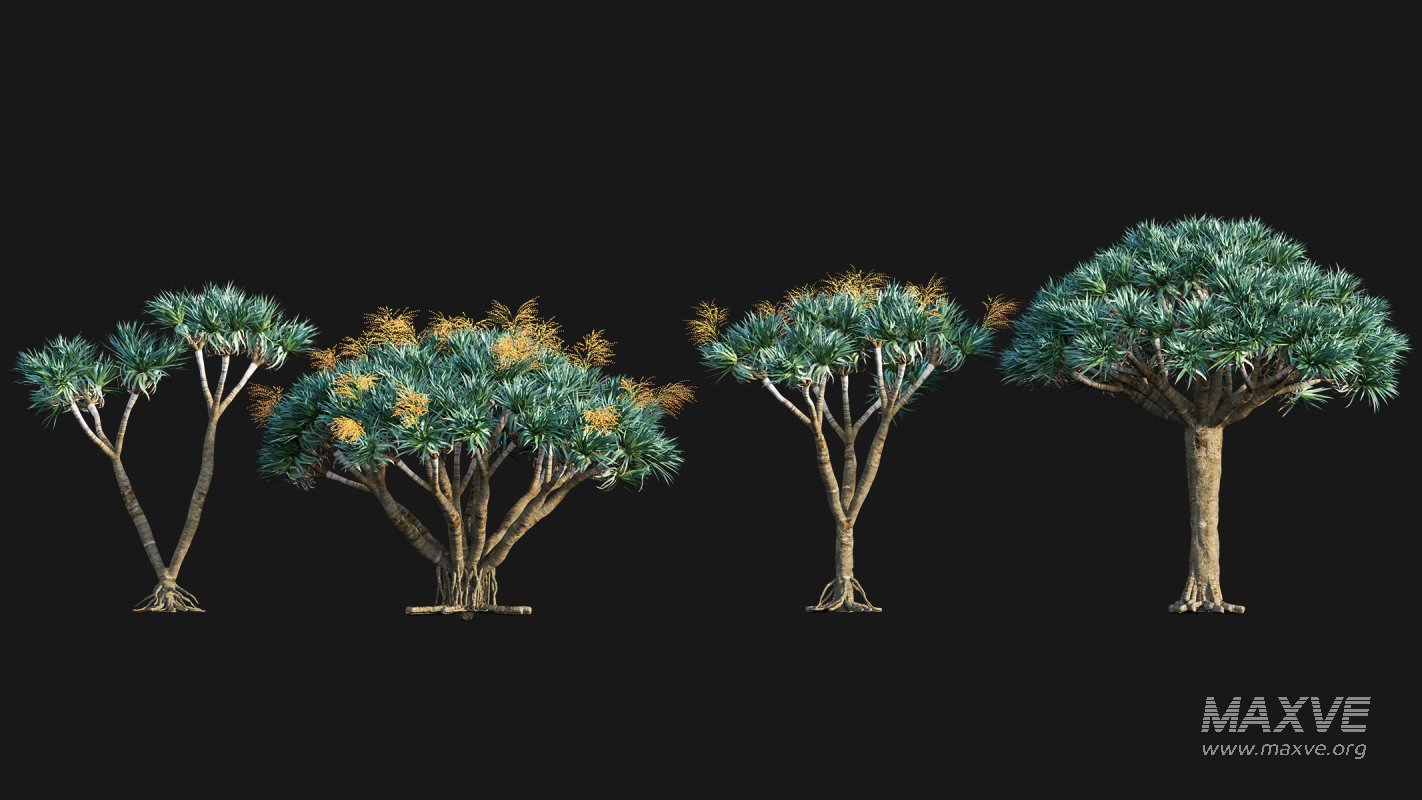 Collection 22 – Australian Plants - Image 14