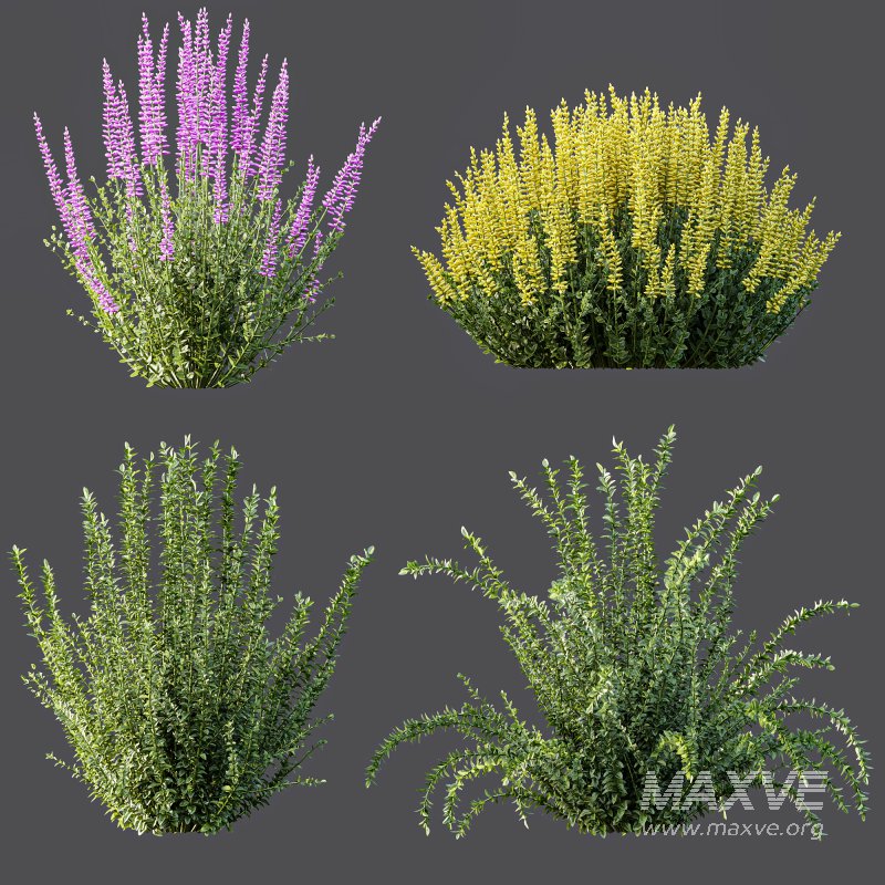 AV 6 different spring bushes Calluna Vulgaris Helena Summer Broom Heather Garden Girls - Image 7