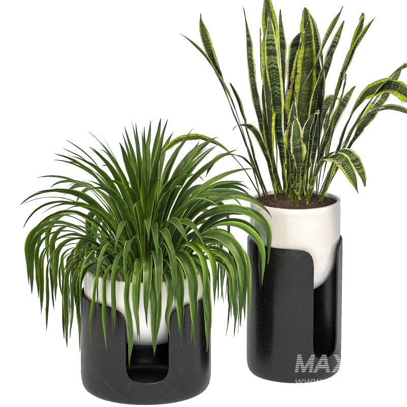 Plant Set 11 - Image 3