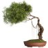 Bonsai Tree set7 - Thumbnail 1