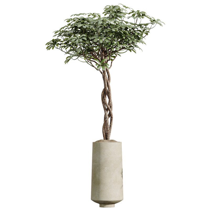 AV Indoor Plants Set 393 Spathiphyllum Wallisii and Ficus Binnendijki and Schefflera Arboricola and Japandi Decorative - Image 2