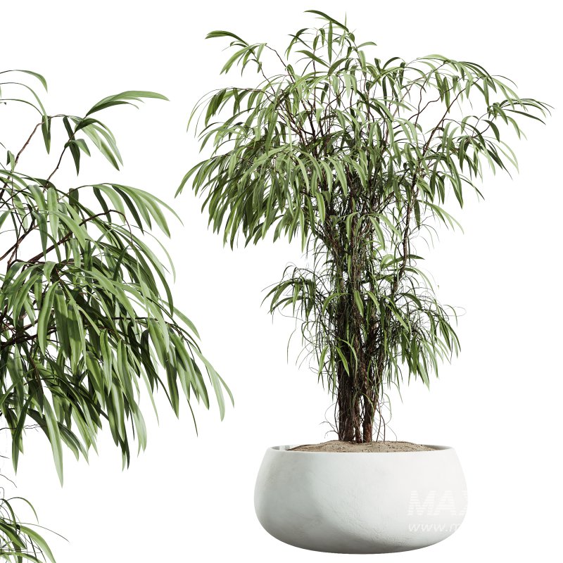 AV Indoor Plants Set 379 Ficus Marginata and Yucca Palm and Kentia Everlasting and Ficus Binnendijkii - Image 6