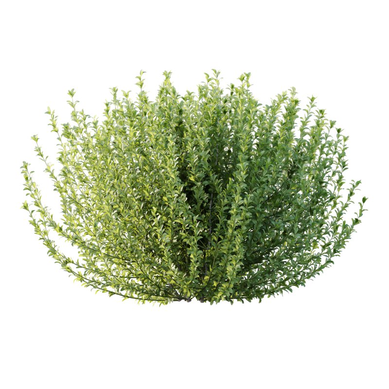 Leucophyllum frutescens Bush 03 - Image 2