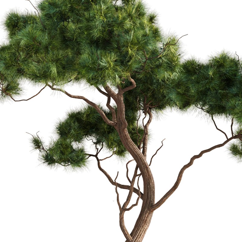 Bonsai Tree set8 - Image 4