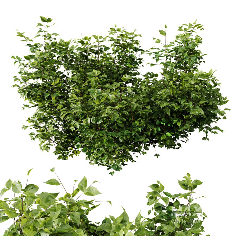 ntal shrubs, designed with botanical precision for photorealistic exterior rendering. - Image 5